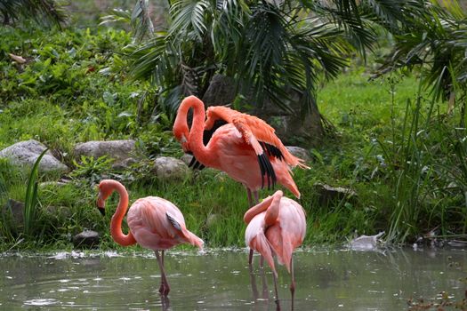 American Flamingo male displaying in front of females in water