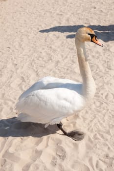Large swan on a main beach in Kolobrzeg, Poland