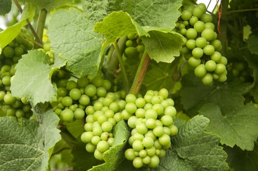 A bunch of grapes at a vineyard