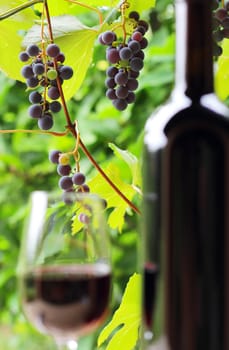Wine bottle and glass with grape and green leaves in background . Focus on grapes , defocused bottle and wineglass.