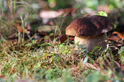 Single big and healthy brown mushroom in defocused grass 
