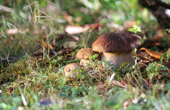 Three brown mushrooms disposed in increasing size. Defocused grass