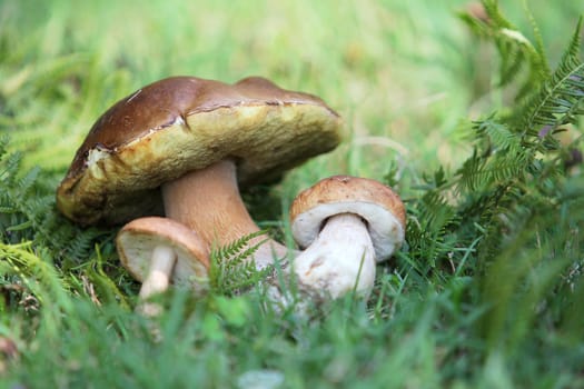 Beautiful autumn mushrooms in grass and fern