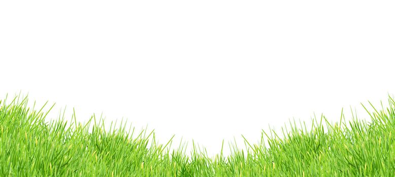 Isolated green grass on a white background