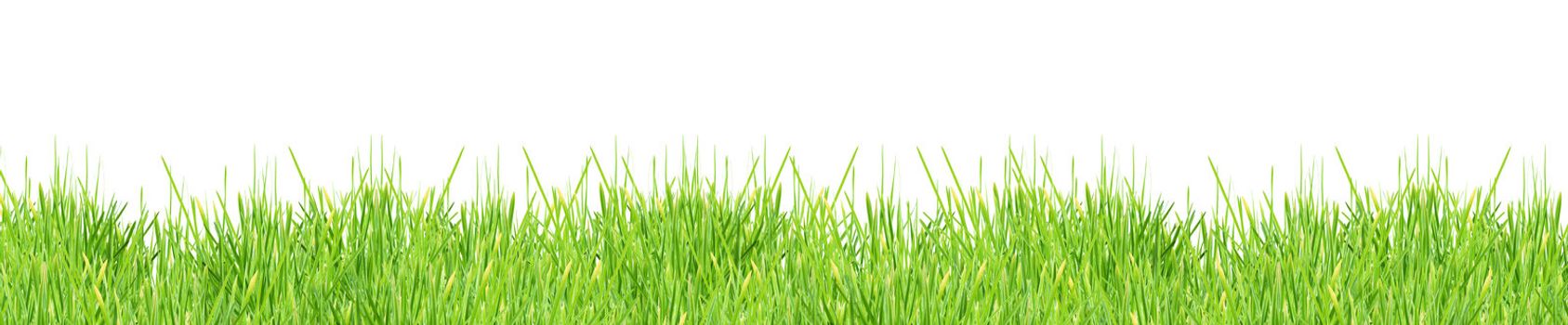 Isolated green grass on a white background