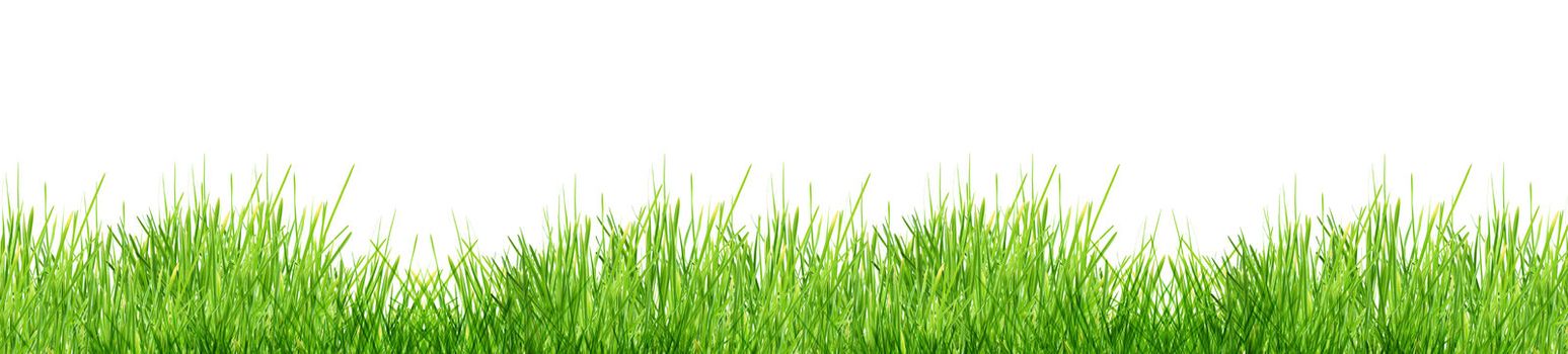 Isolated green grass on a white background