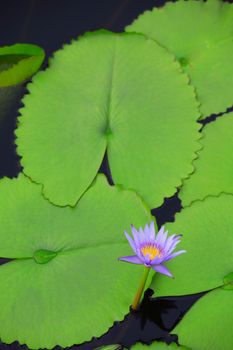 water lilly