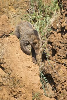 A brown bear climbing a cliff in his natural habitat.