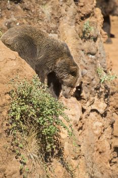 A brown bear climbing a cliff in his natural habitat.