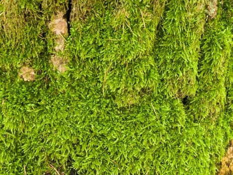 texture of wood covered with green moss