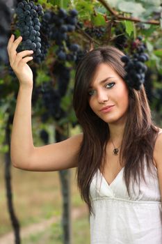 Beautiful young girl in a grapevine picking fruits
