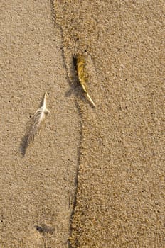 Few mangy bird feathers in sea sand. Natural seashore background.