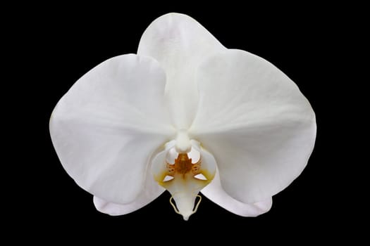 White orchid flower isolated on black.