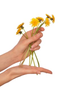 a few yellow dandelions in the woman's hand