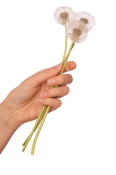 Woman holding fluffy blowballs in the hand