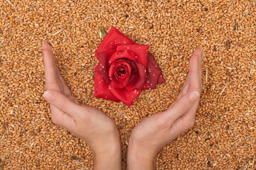 Flower as a symbol of growth and prosperity of agricultural business