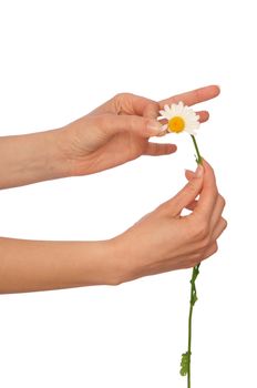the girl help wondering about love on the petals of flower's daisy