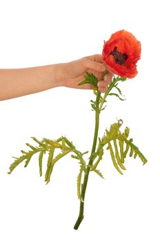 woman holding red poppy flower in the hand