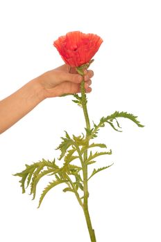 woman holding red poppy flower in the hand