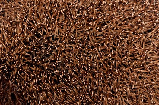 Considerable quantity of prickles of a hedgehog