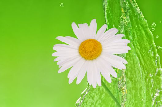 splash fresh tropical sea water with a flower of the white camomile