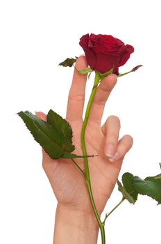 woman holding red rose in the hands as a gift