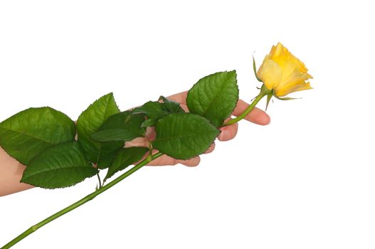 woman holding yellow rose in the hands as a gift