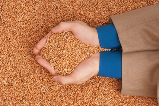 The businessman holds the grain for evaluating quality of the crop wheat