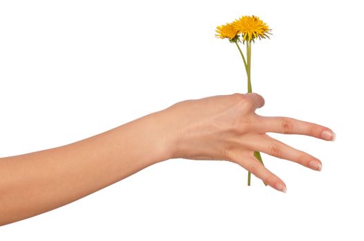 a few yellow dandelions in the woman's hand