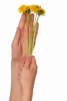 a few yellow dandelions in the woman's hand