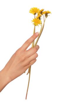 a few yellow dandelions in the woman's hand