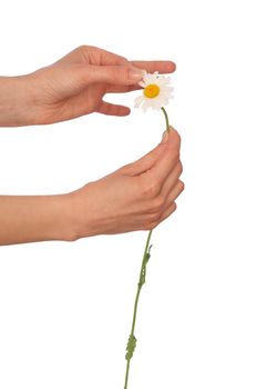 the girl help wondering about love on the petals of flower's daisy