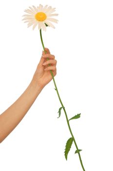woman holding big white daisy in the hand