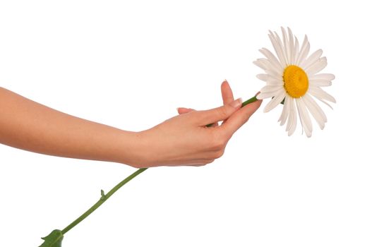 woman holding big white daisy in the hand