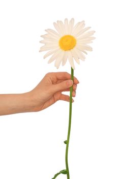 woman holding big white daisy in the hand