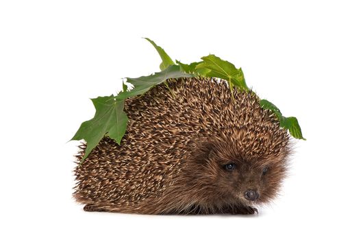 The hedgehog with green leafs in motion hastens to home