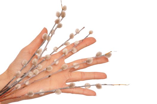 branch of pussy willow in the womans hand