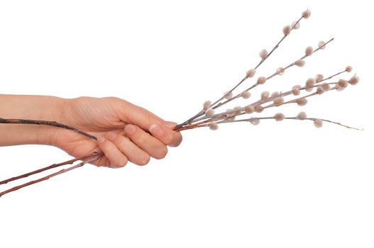 branch of pussy willow in the womans hand