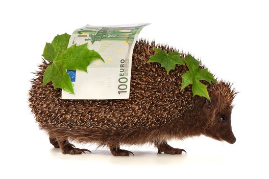 The hedgehog in motion hastens home from the bank carrying percent hundred euro profit
