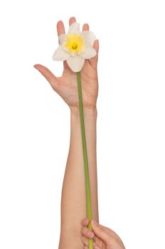 woman holding white narcissus in the hand