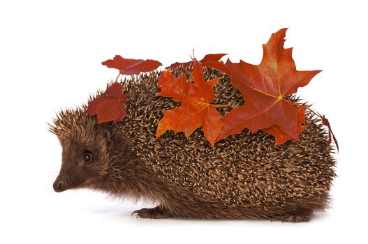 The hedgehog with red leafs in motion hastens to home