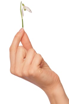 woman holding snowdrop as a symbol of spring