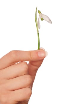 woman holding snowdrop as a symbol of spring