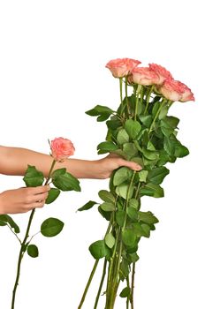 woman holding big fragrant bouquet of pink roses in the hands as a gift