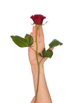 woman holding red rose in the hands as a gift