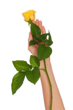 woman holding yellow rose in the hands as a gift