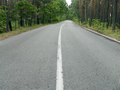 The wide asphalt road in a wild pine woods