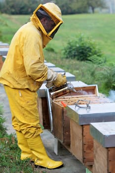 Beekeeper is smoking a beehive. Apiculture and honey.