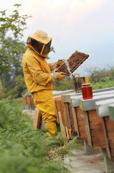 Beekeeper at work with honeycomb in hand , beehives and honey pot.