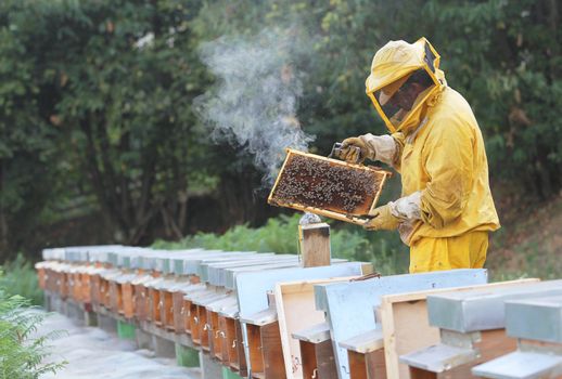 Beekeeper with honeycomb in hand , beehives in line . Apiculture job